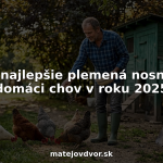Muž kŕmi sliepky vo svojej záhradke za domom